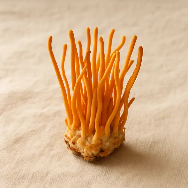 Cordyceps mushroom