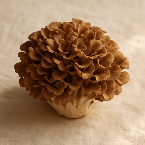 Maitake mushroom