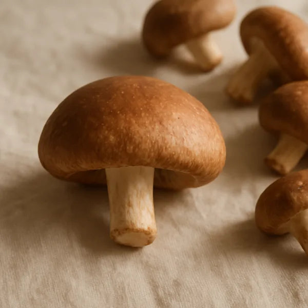 Shiitake mushroom