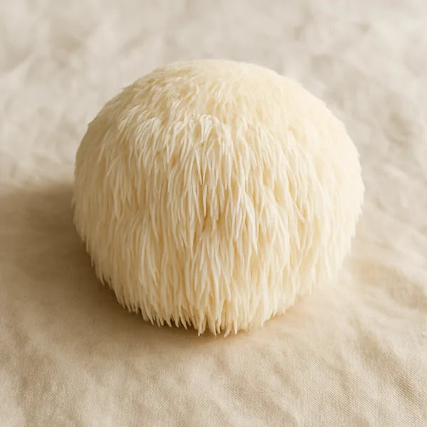 Lion's Mane mushroom
