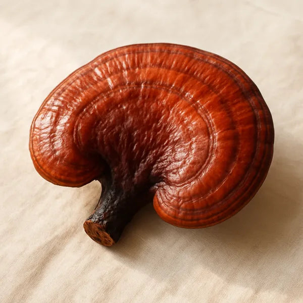 Reishi mushroom
