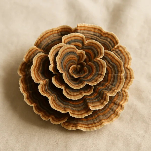 Turkey Tail mushroom